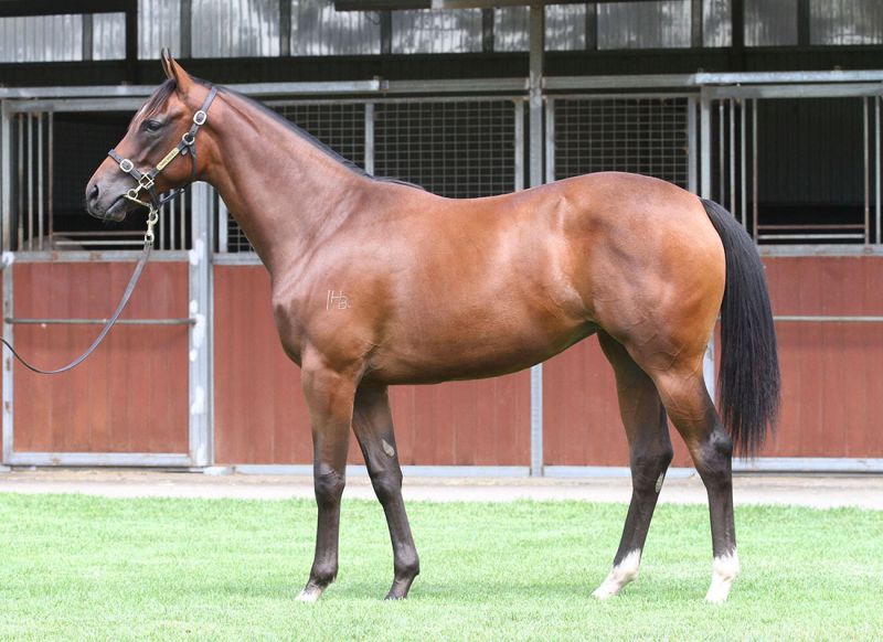 Taimana Princess - australian racehorse syndication