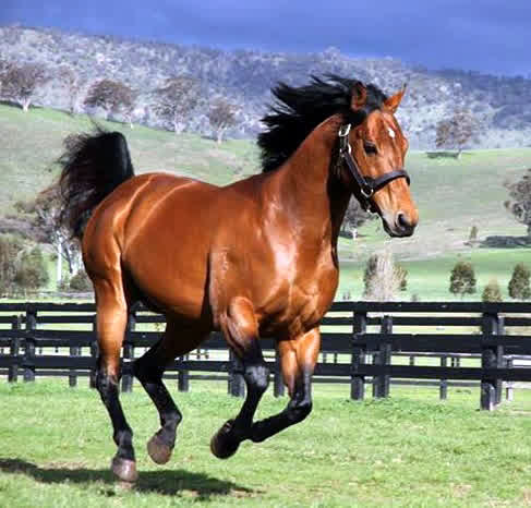best racehorse in australia