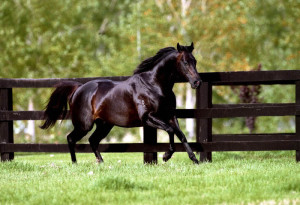 Thoroughbred Racehorse