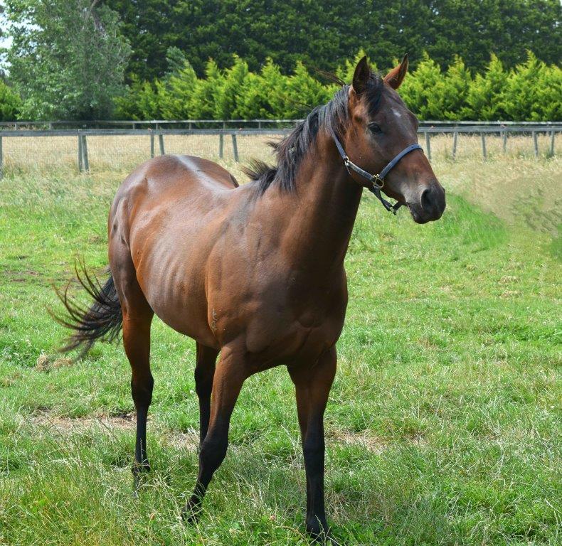 racehorses for sale in australia