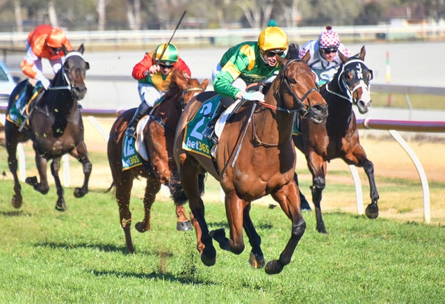 Regal Bloodstock racehorse