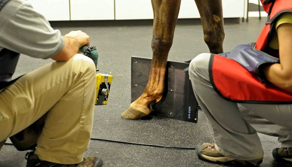 Horse Conformation