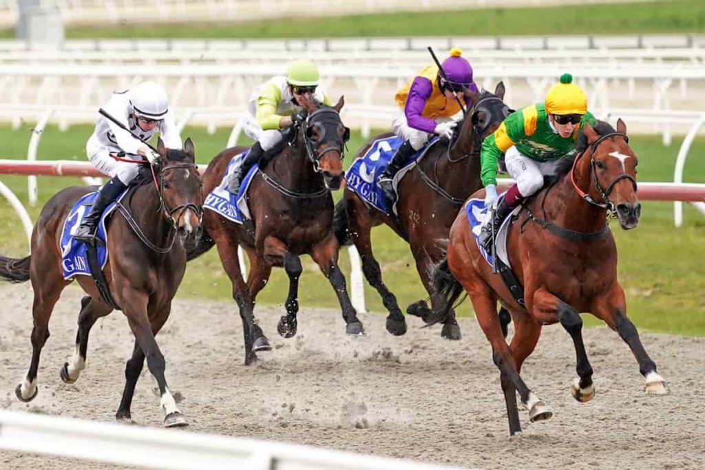 Taramansour (IRE) ridden by Fred Kersley wins the Dalton Consulting Engineers Synthetic Stayers Series Final at Sportsbet Pakenham Synthetic track