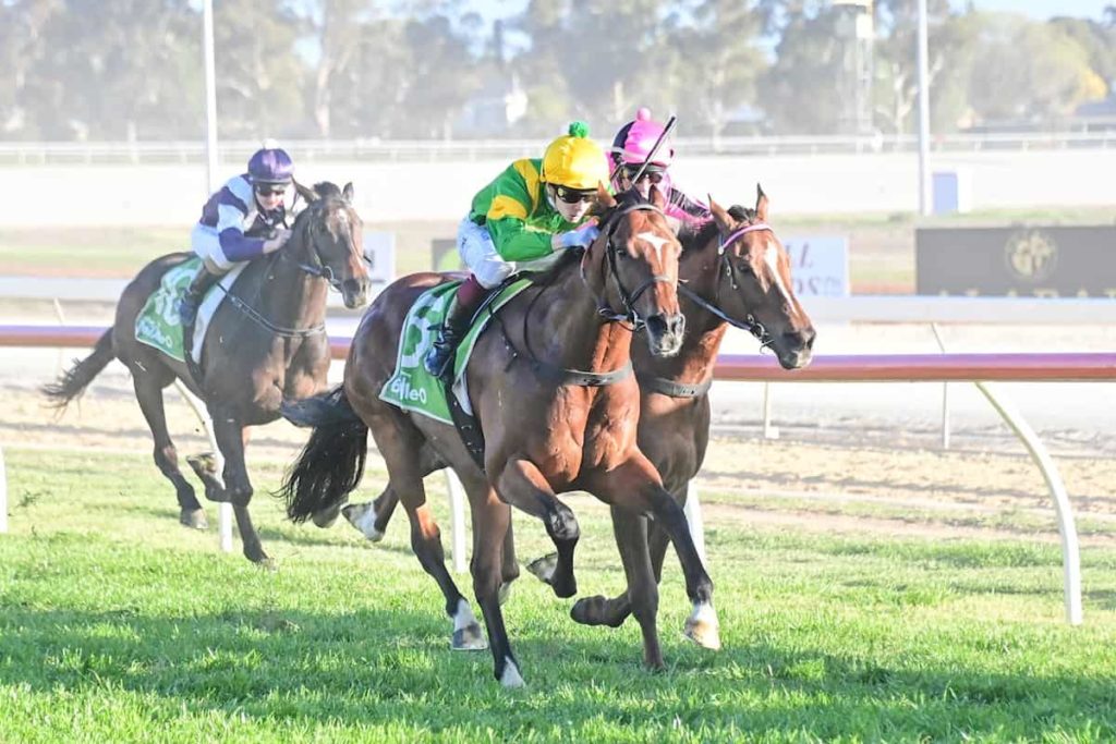 Regal Bloodstock Racehorse