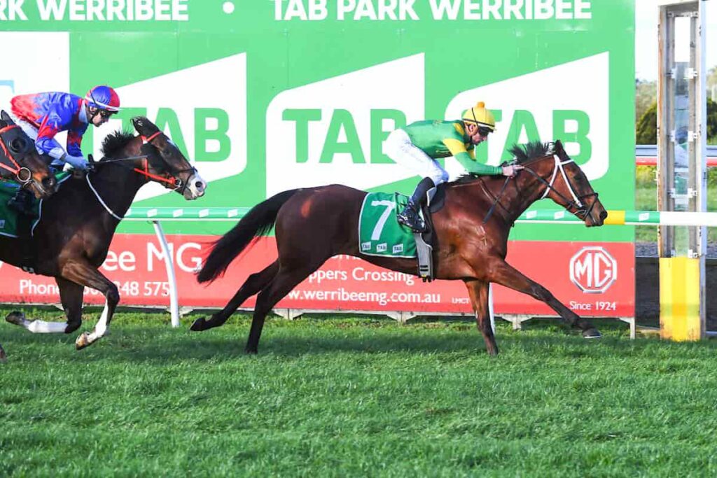 Brave Star with a jockey on board at Werribee