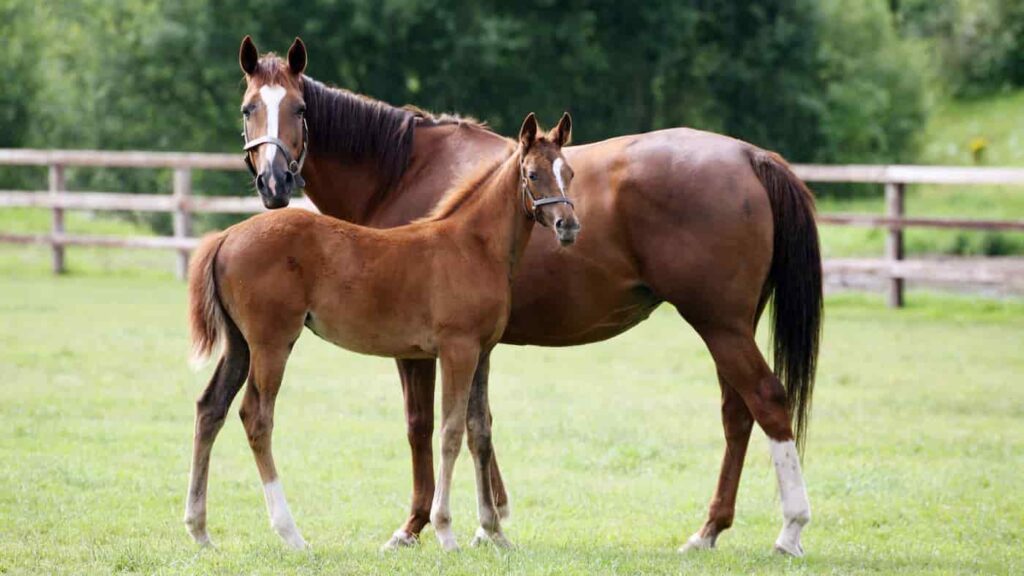 A photo of a dam and a filly