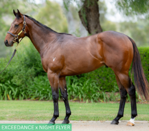 Exceedance X Night Flyer