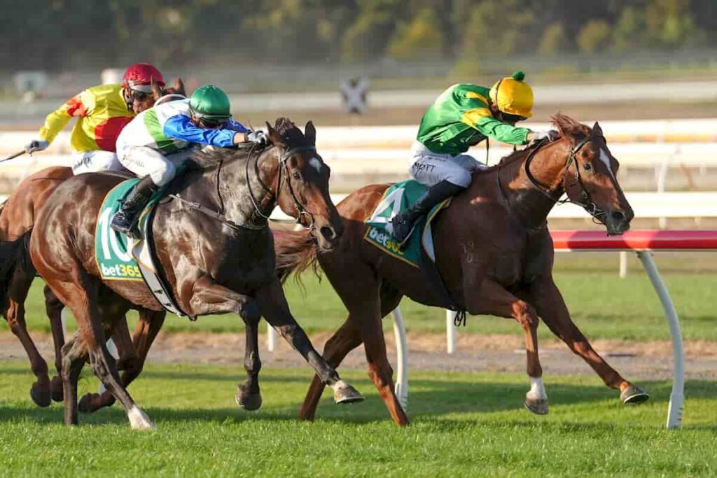 REGAL ZEUS CONQUERS THE BENDIGO GOLDEN MILE