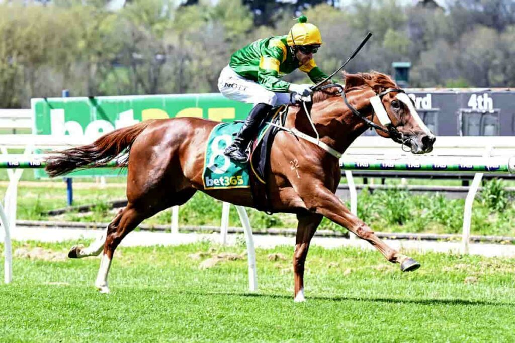 Regal Tycoon wins at Kyneton