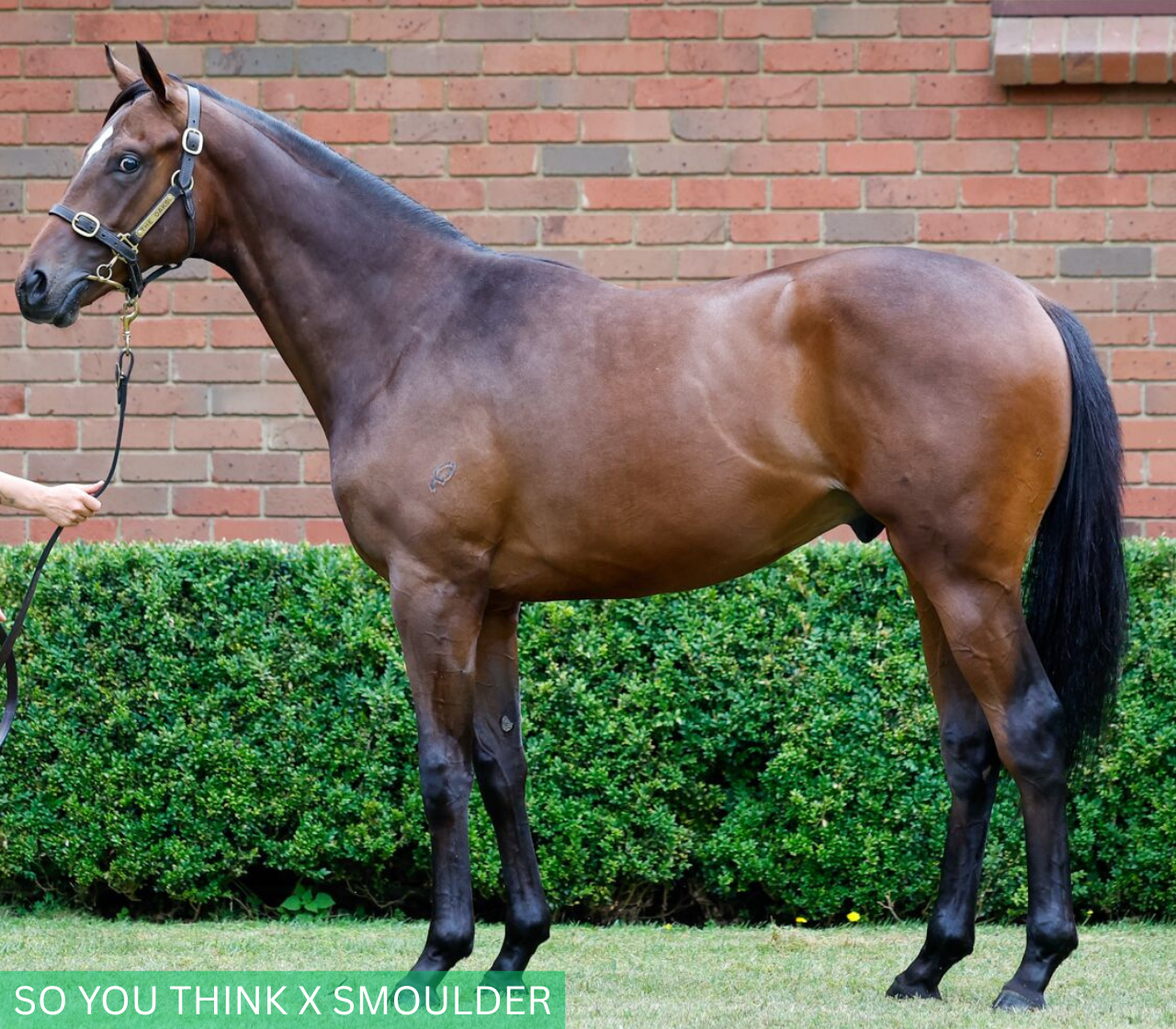 So You Think x Smoulder