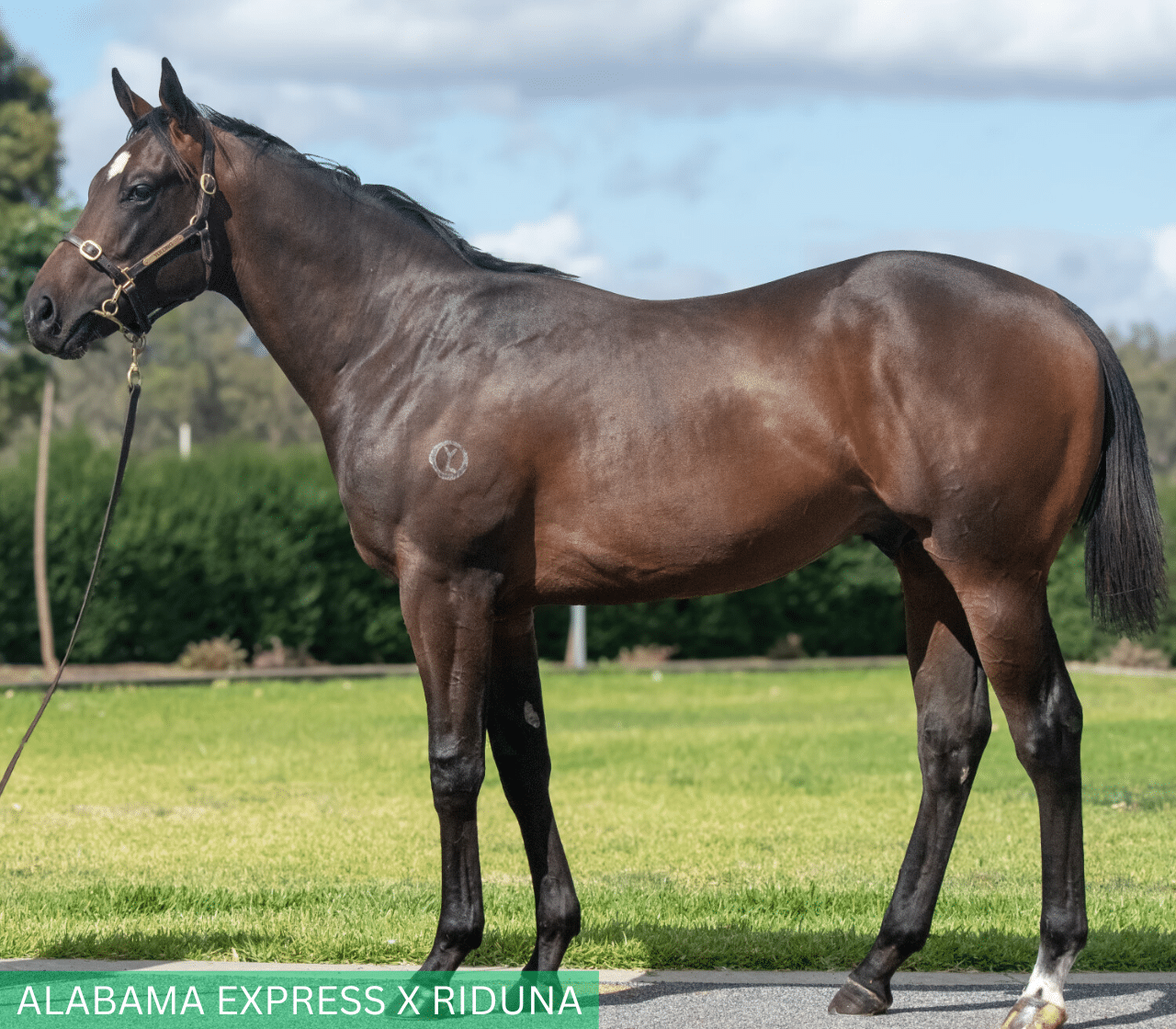 Alabama Express x Riduna