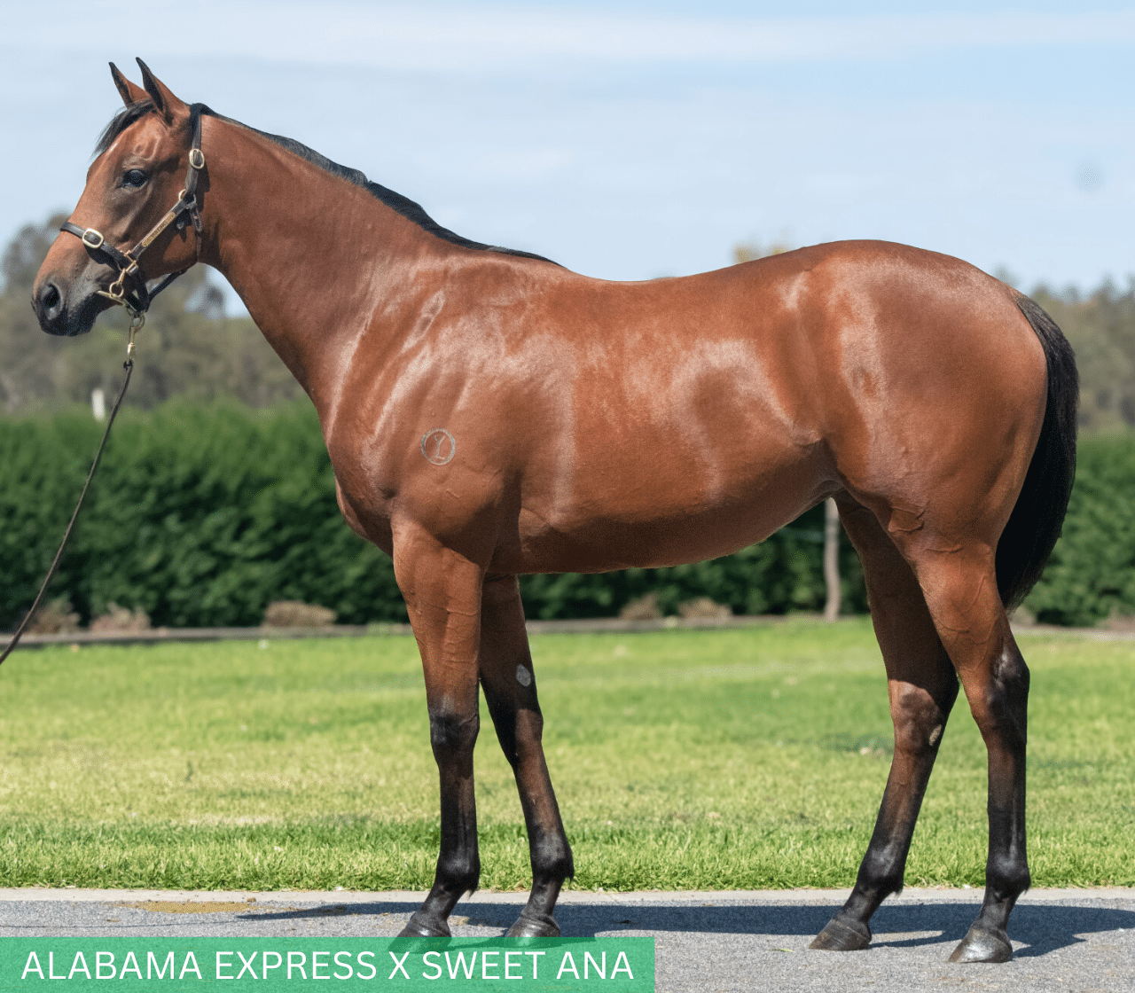 Alabama Express x Sweet AnA